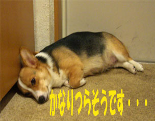 �{���ɂ炻���E�E�E